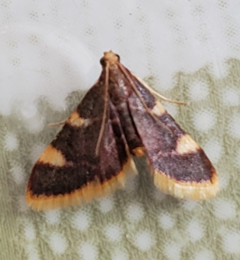 Gold triangle (micromoth)